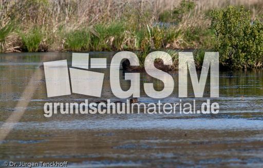 Nutria (10 von 25).jpg